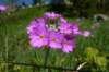 p1070753_small.jpg