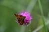 img_4038_small.jpg