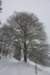p1100826_small.jpg