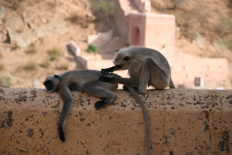 indien_03_jaipur_242.jpg
