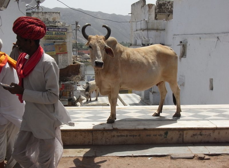 indien_04_pushkar_048.jpg