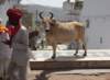 indien_04_pushkar_048_small.jpg