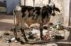 indien_04_pushkar_158_small.jpg