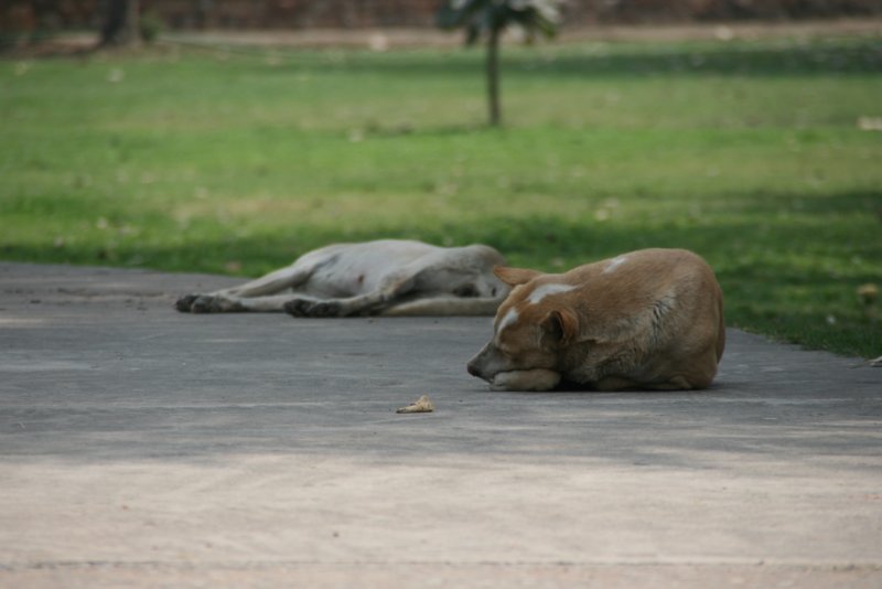 indien_01_delhi_129.jpg
