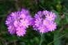 img_9986_small.jpg