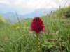 img_9468_small.jpg