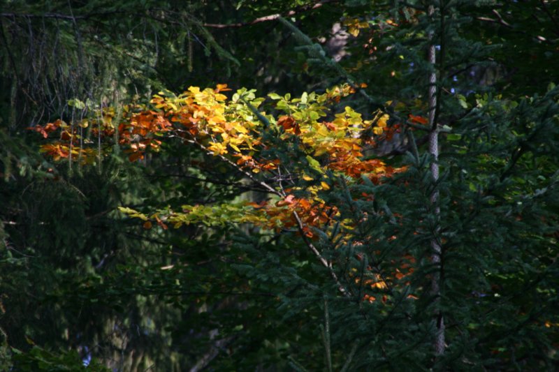 seebenerks_119.jpg