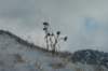 p1100789_small.jpg