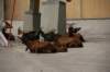 stubai_012_small.jpg