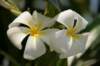 _uae_thailand0348_small.jpg