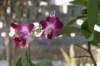 _uae_thailand1778_small.jpg