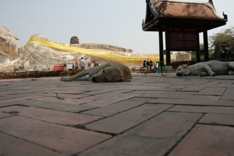 _uae_thailand2309.jpg