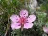 dolomiten1_062_small.jpg