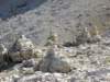 dolomiten1_278_small.jpg