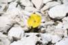 dolomiten1_362_small.jpg