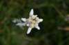 dolomiten1_504_small.jpg