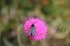 dolomiten1_512_small.jpg
